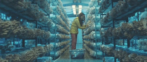 Li-fei at the mushroom farm
