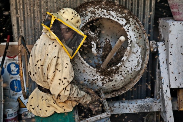 The work with the bees