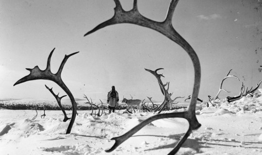 The-White-Reindeer-2